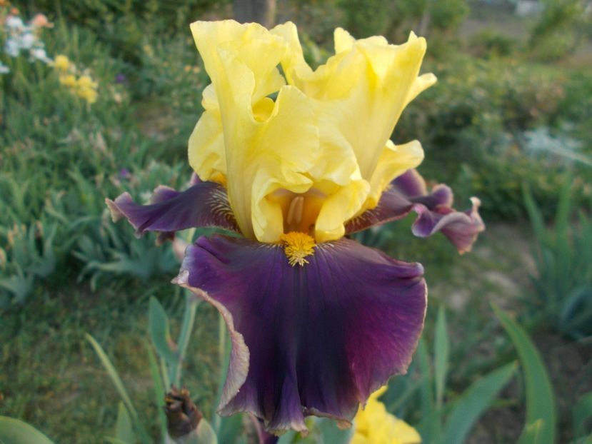 ON THE TOWN - Irisi-2018 Barbata Elatior si Intermedia