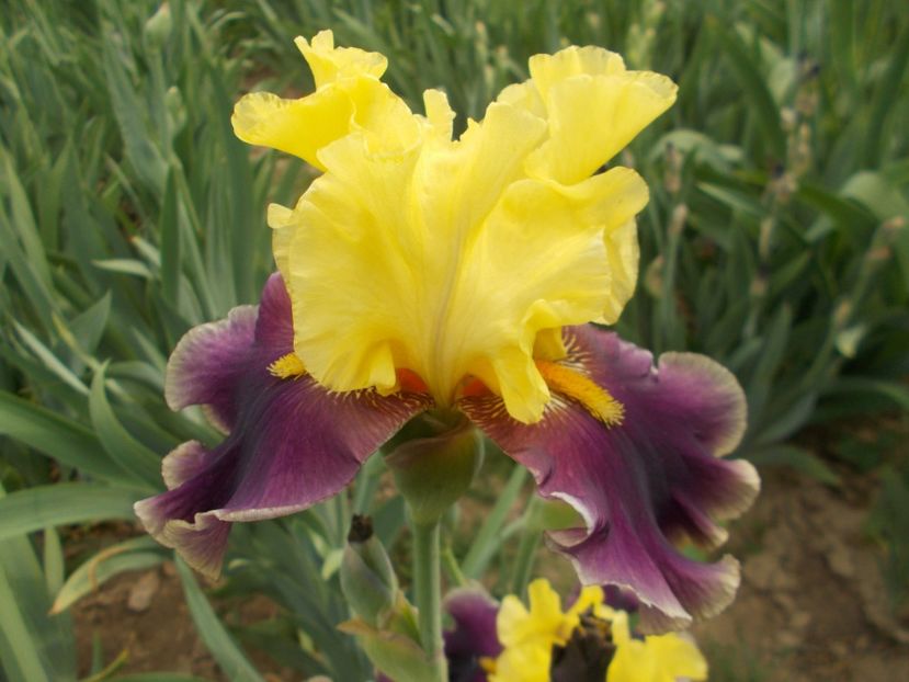  - Irisi-2018 Barbata Elatior si Intermedia