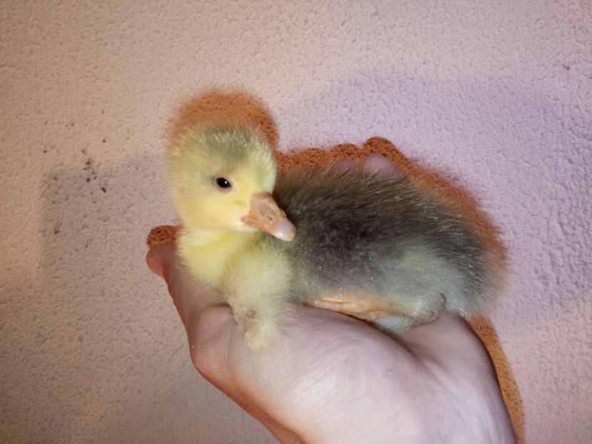 un boboc care - Gâște 2018 și 2019