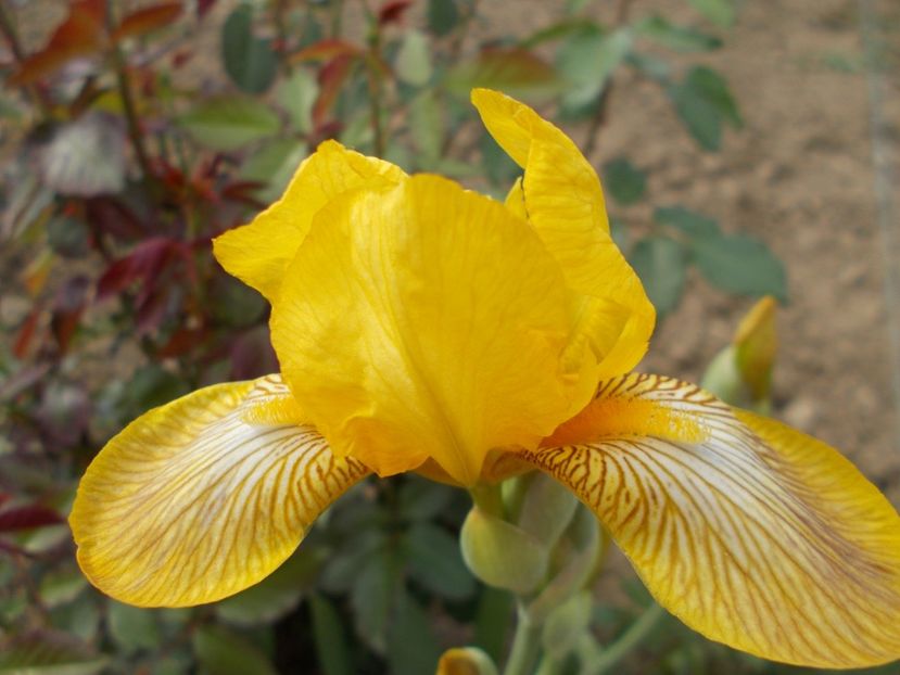  - Irisi-2018 Pumila si Barbata Nana