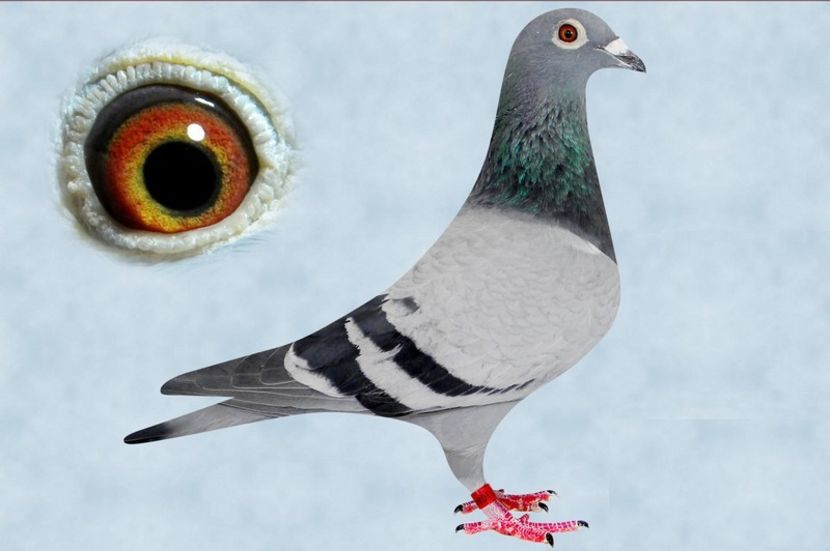 Be-17-1084182 - Achizitii - 2018 - matca