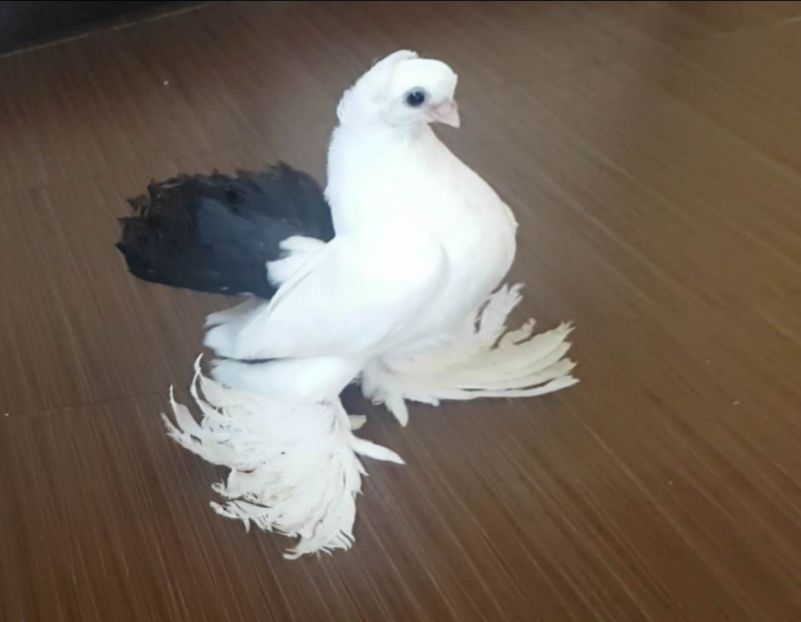  - Omski si Nordcaucazieni 2018