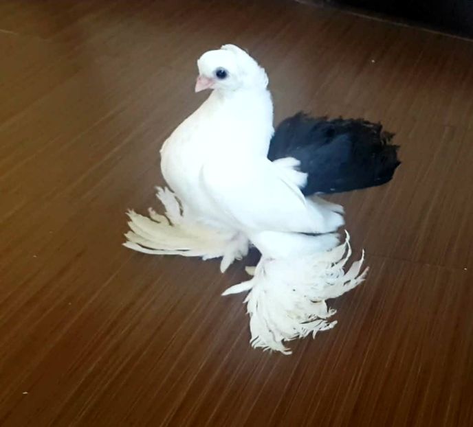  - Omski si Nordcaucazieni 2018