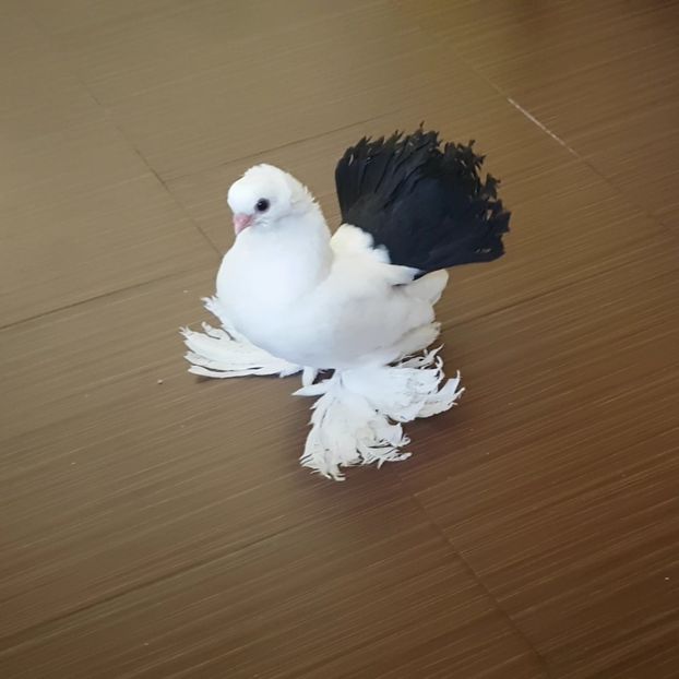  - Omski si Nordcaucazieni 2018