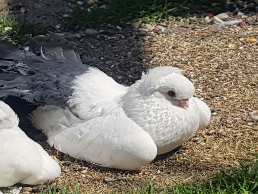  - Omski si Nordcaucazieni 2018