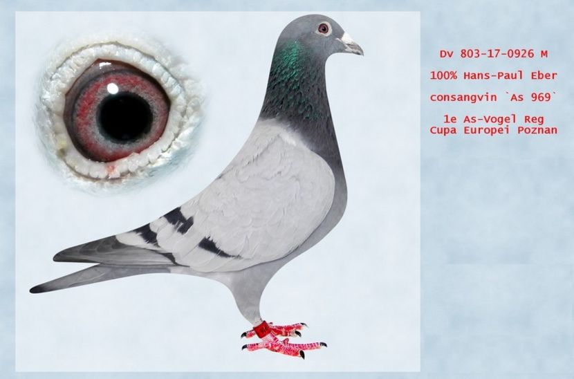  - Achizitii - 2018 - matca