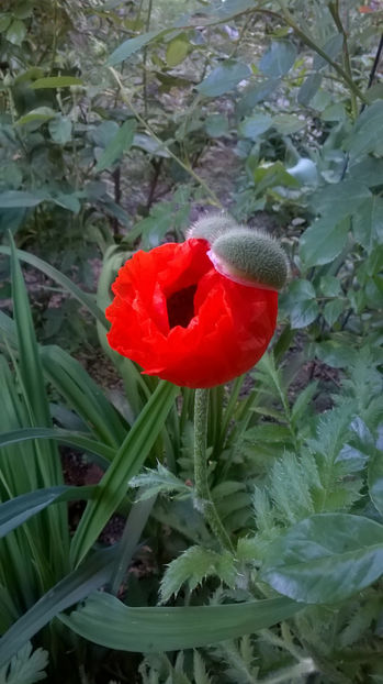 cu băscuță - Mai 2018