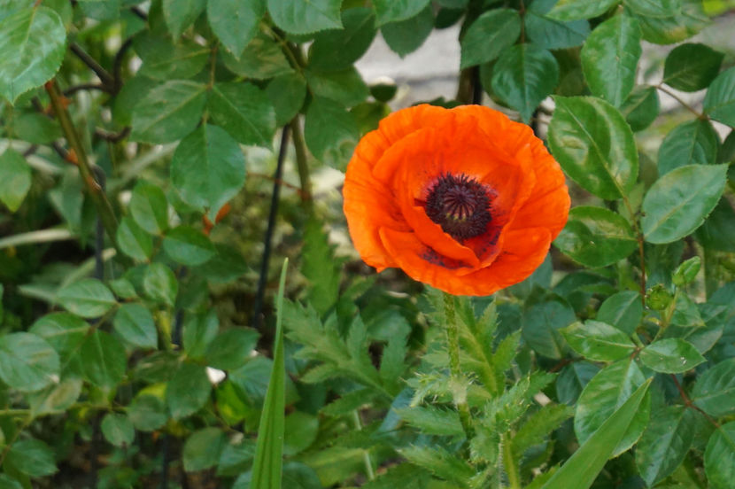 ... și fără - Mai 2018