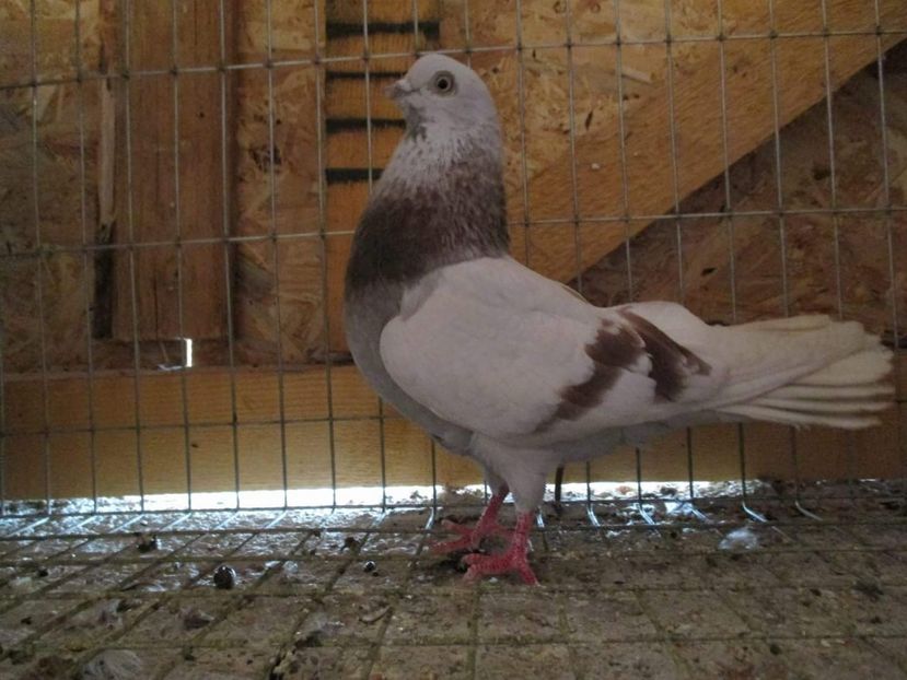 received_827713974085700 - 9-Dungat Romanesc