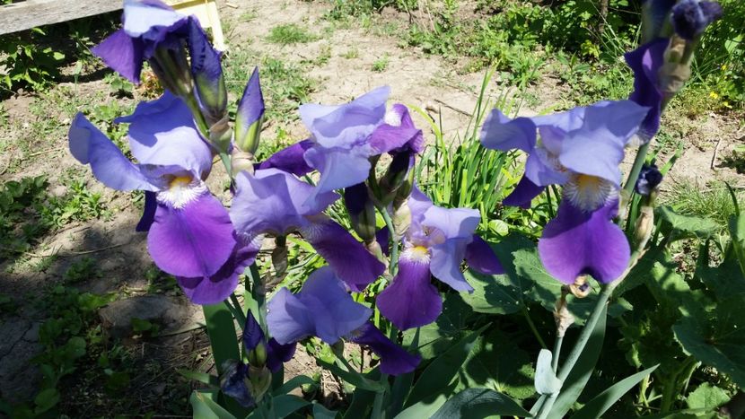 Bluebird wine - irisi 2018