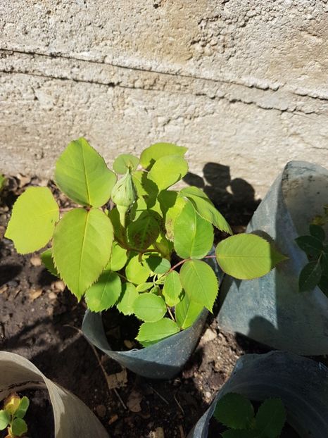 Rose de Rescht - Diverse