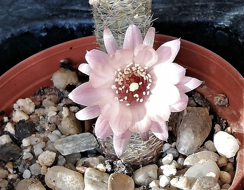  - Cactusi si suculente