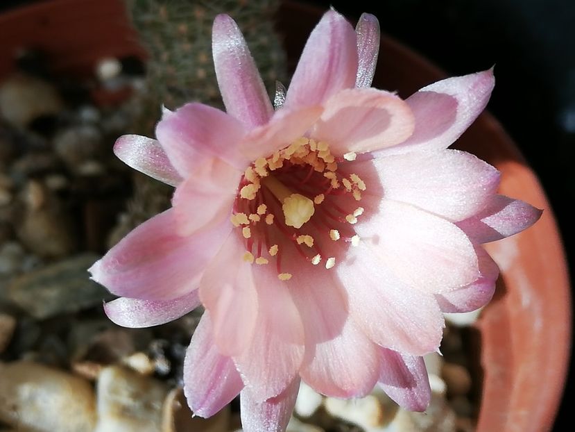  - Cactusi si suculente