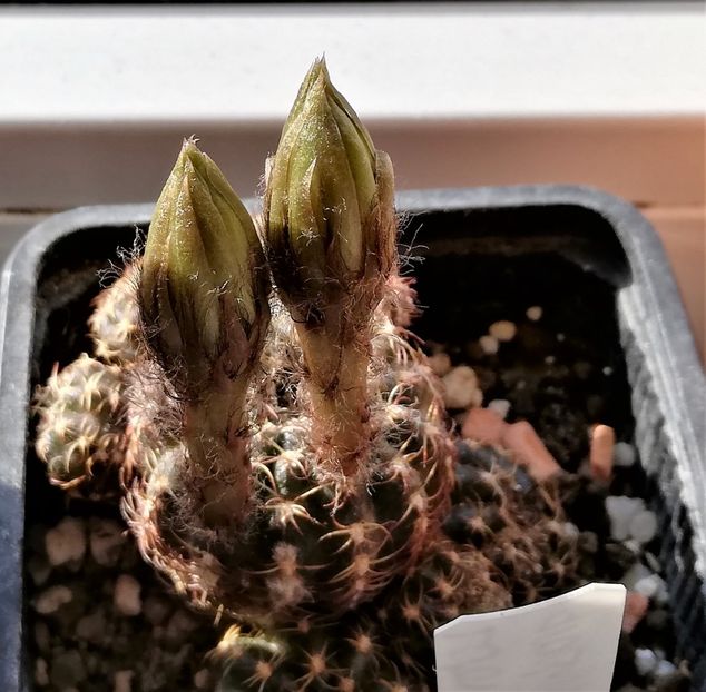  - Cactusi si suculente