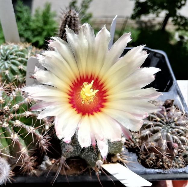  - Cactusi si suculente