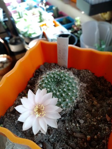 Rebutia Senilis - Cactusi