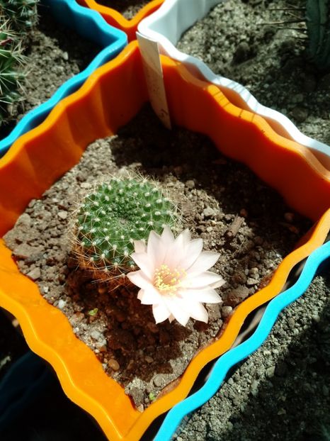 Rebutia Senilis - Cactusi
