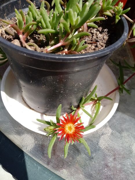 Delosperma - Delosperma-Lampranthus