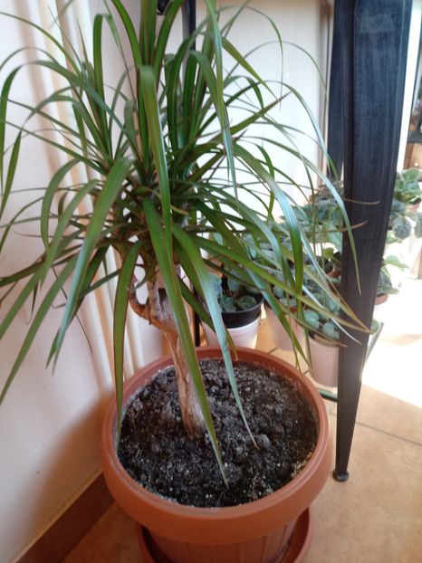 Dracena - Plante verzi