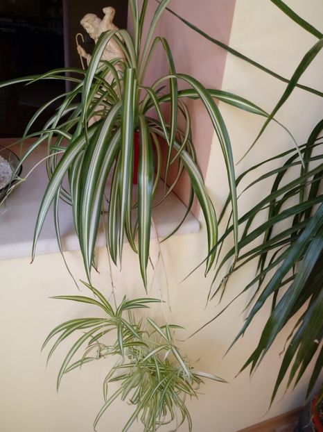 Chlorophytum Comosum - Plante verzi