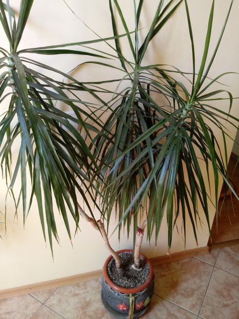 Dracena - Plante verzi