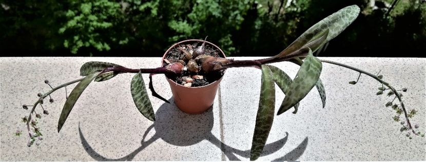 Ledebouria socialis - Cactusi si suculente