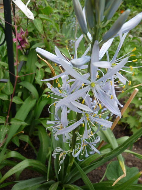  - 2018 - 01 - Primavara