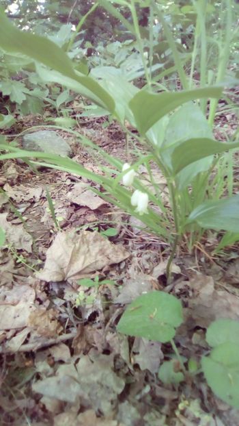 IMG-20180501-WA0028 - 1 Mai 2018 Muntii Macin Varful Tutuiatul 467 metri