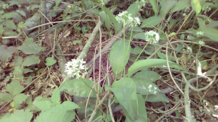 IMG-20180501-WA0030 - 1 Mai 2018 Muntii Macin Varful Tutuiatul 467 metri