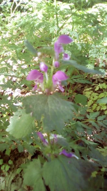 IMG-20180501-WA0038 - 1 Mai 2018 Muntii Macin Varful Tutuiatul 467 metri