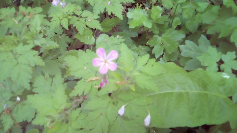 IMG-20180501-WA0052 - 1 Mai 2018 Muntii Macin Varful Tutuiatul 467 metri