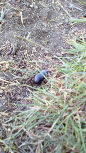 IMG-20180501-WA0120 - 1 Mai 2018 Muntii Macin Varful Tutuiatul 467 metri