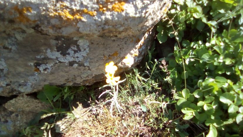 IMG-20180501-WA0134 - 1 Mai 2018 Muntii Macin Varful Tutuiatul 467 metri