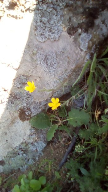IMG-20180501-WA0136 - 1 Mai 2018 Muntii Macin Varful Tutuiatul 467 metri