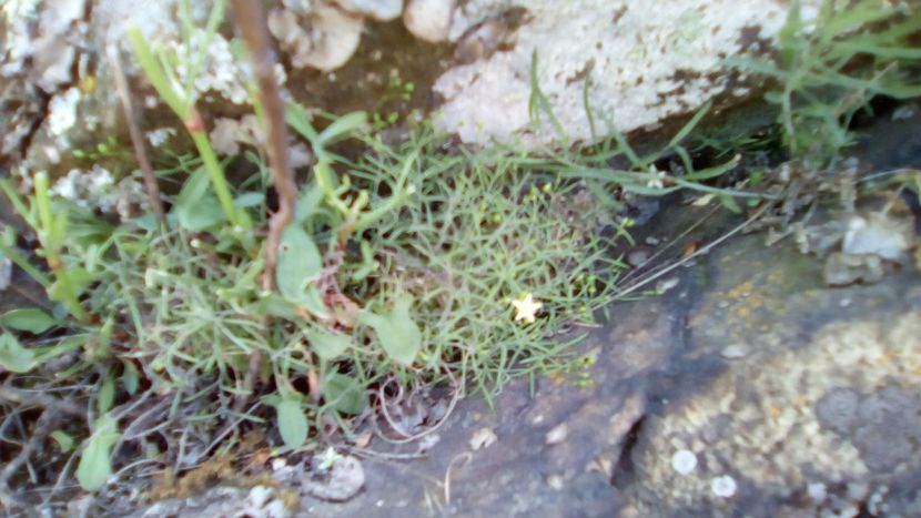 IMG-20180501-WA0146 - 1 Mai 2018 Muntii Macin Varful Tutuiatul 467 metri