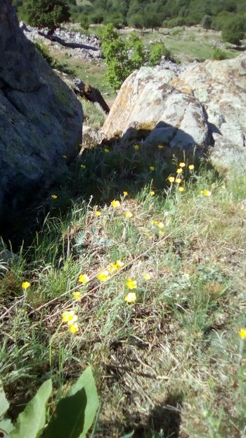 IMG-20180501-WA0150 - 1 Mai 2018 Muntii Macin Varful Tutuiatul 467 metri