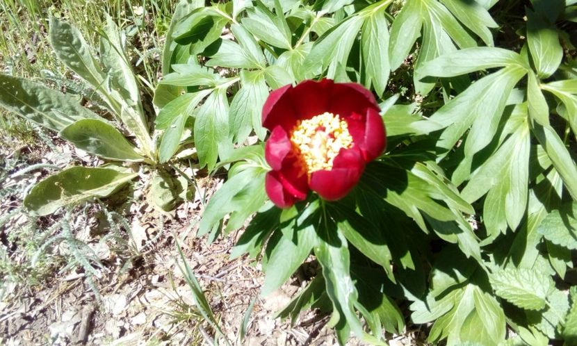 Paeonia Romanica Peregrina - Bujor salbatic romanesc - 1 Mai 2018 Muntii Macin Varful Tutuiatul 467 metri