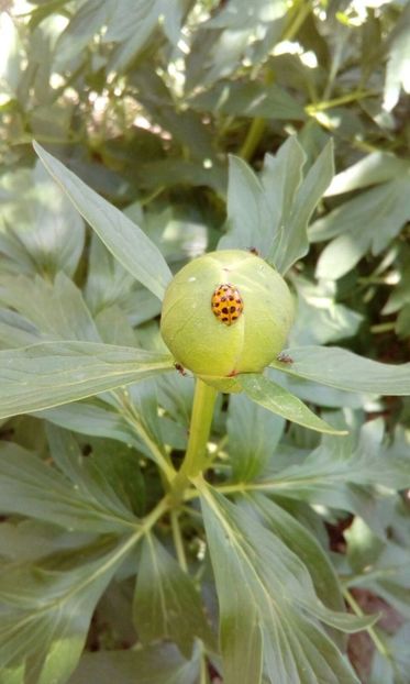 Paeonia Romanica Peregrina - Bujor salbatic romanesc - 1 Mai 2018 Muntii Macin Varful Tutuiatul 467 metri