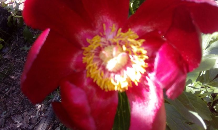 Paeonia Romanica Peregrina - Bujor salbatic romanesc - 1 Mai 2018 Muntii Macin Varful Tutuiatul 467 metri
