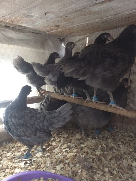 83C9B892-C141-4748-805A-77DC6B4A7C7E - 2018 pui