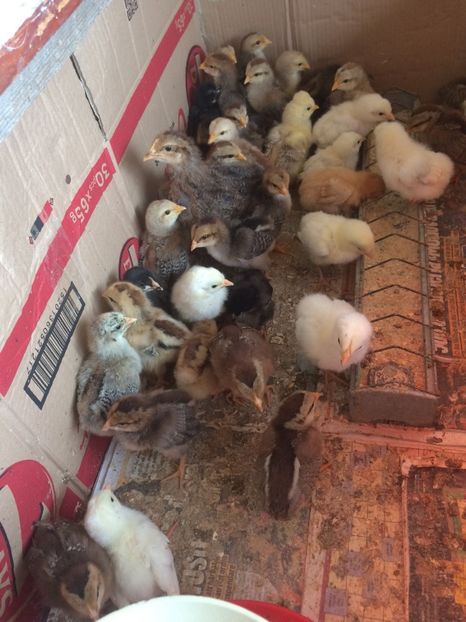 60CA94AF-AAD9-4AB5-80BE-77C794BB2D64 - 2018 pui