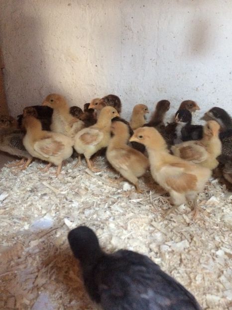 9AA3D1D0-9155-4B05-8483-E6C033E6283B - 2018 pui