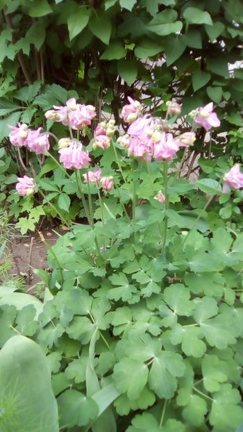 Caldaruse roz batute - Aquilegia