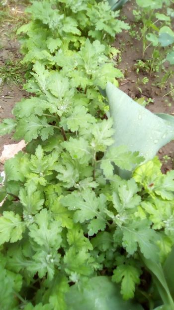 Tufănele, dumitrițe, margarete de toamnă (Chrysanthemum) - Dumitrite