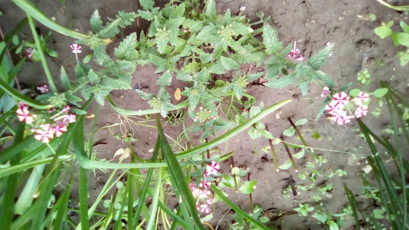 Verbina (Verbena tenuisecta) - Verbine