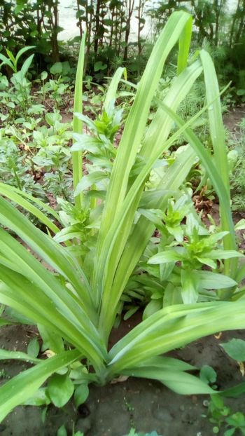 Crin salbatic -  Xanthorrhoeaceae (Hemerocallis) - Hemorcallis