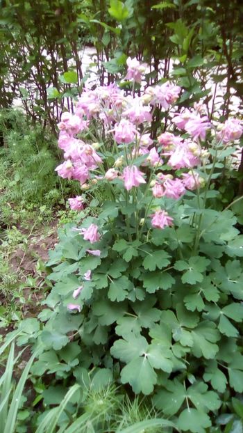 IMG-20180503-WA0018 - Aquilegia