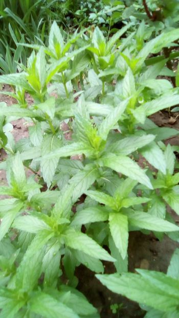 Menta - Mentha - Menta