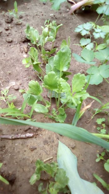 Ranunculus Asiaticus - Ranunculus