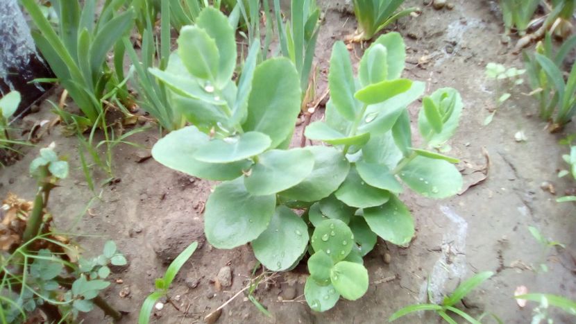 Sedum 'Munstead Red' - Suculente